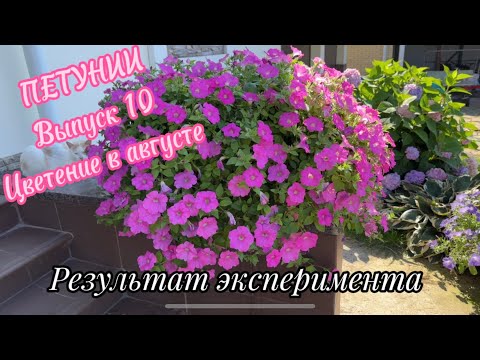 Видео: Петунии! / обзор по сортам / Цветение в августе 2023г