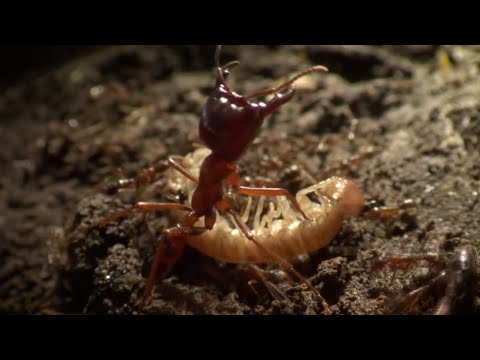 Видео: КОЧЕВЫЕ МУРАВЬИ - многомиллионная армия кровожадных солдат, против которой не устоит никто!