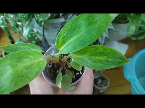 Видео: Цветочное пополнение. Новинки.