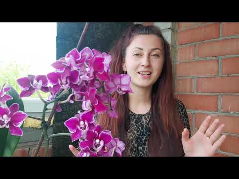 Видео: Самые ДЕШЁВЫЕ средства ВЫВЕДУТ ЛЮБУЮ ОРХИДЕЮ из Реанимационного СОСТОЯНИЯ