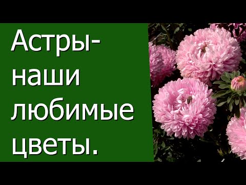 Видео: Астры - наши любимые цветы.