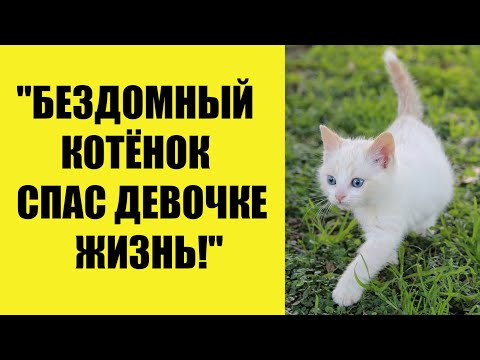 Видео: "Бездомный котёнок спас девочке жизнь!"