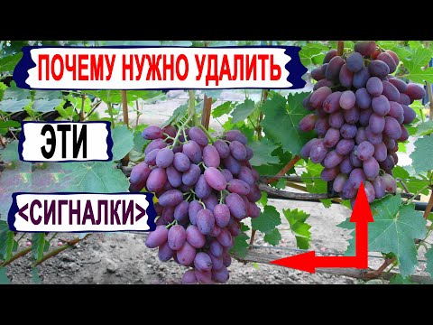 Видео: 🍇 Даже не ДУМАЙ оставлять ЭТИ СИГНАЛЬНЫЕ ГРОЗДИ на винограде. Как виноградари обманывают сами себя!