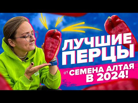 Видео: ОЧЕНЬ УРОЖАЙНЫЕ ПЕРЦЫ ОТ СЕМЕНА АЛТАЯ! Обзор 2024