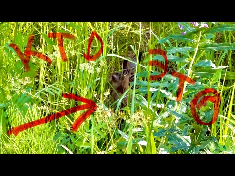 Видео: ГРИБНИК ВСТРЕТИЛ СТРАШНОГО ЗВЕРЯ КОГДА СОБИРАЛ БЕЛЫЕ ГРИБЫ ! УШАСТОЕ ЧУДОВИЩЕ В ЗАСАДЕ! Грибы 2024 !