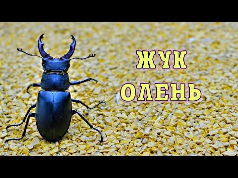 Видео: Как живет Жук Олень? Захватывающий мир насекомых.
