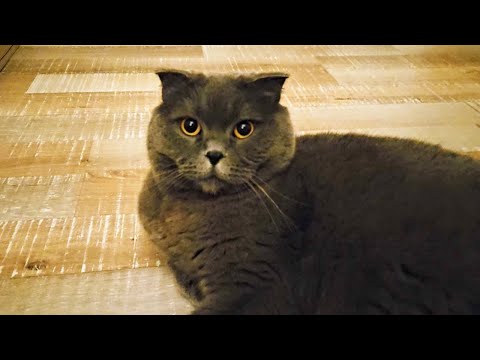 Видео: Любит меня всё таки! / Смешной Сильвер / Британский кот