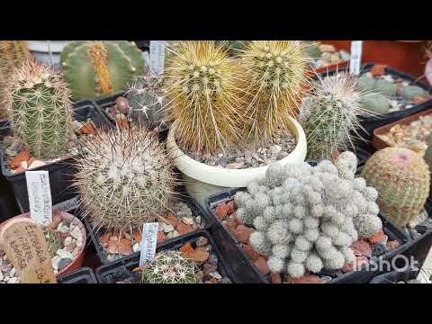 Видео: Эскобария🌵Выращивание и содержание в коллекциях🌸🌵