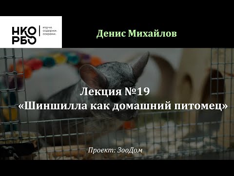 Видео: Лекция №19. Шиншилла как домашний питомец