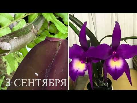 Видео: Часть 3. Обзор орхидей на осень . Запечатлю, чтоб было с чем сравнить в будущем !❤️😁