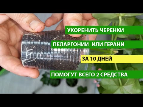 Видео: ЛУЧШИЙ СПОСОБ как укоренить ГЕРАНЬ (Пеларгонию) за 10 ДНЕЙ, укоренение черенков Герани легко, быстро