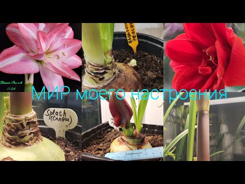 Видео: 16.11.24 Гиппеаструмы Blossom Peacock,Cherry Nimph, Splash , домашние цветение