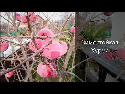 Видео: Зимостойкая хурма