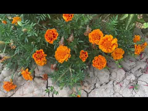 Видео: ГУЛЛАРИНГИЗНИ ХАР КУНИ КУРСАТИНГ ДЕГАН МУХЛИСАЛАРИМГА 😊💐🌹🌺👍🏻😊💥