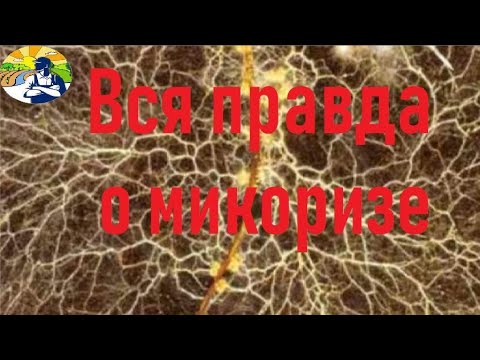 Видео: Почему мы не видим эффекта микоризы.