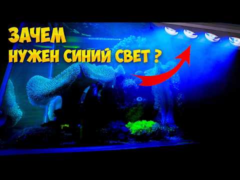 Видео: Вся правда о синем свете в морском аквариуме
