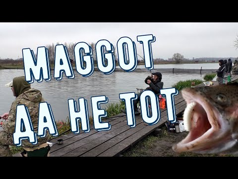 Видео: Maggot, да не тот  Ловля форели на личинки