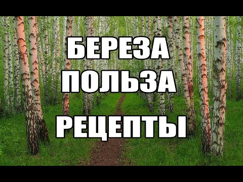 Видео: Рецепты из берёзы.Берёза польза.Береза от болезней