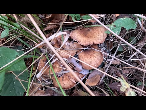 Видео: Два дні у пошуках підпеньок