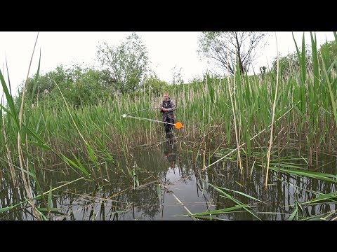 Видео: Крупный Карась на боковой кивок в гуще тростника 2020.