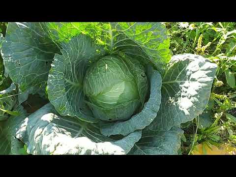 Видео: Капуста гигант МЕГАТОН и скороспелка ТРАНСФЕР
