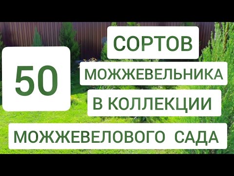 Видео: 50 СОРТОВ МОЖЖЕВЕЛЬНИКА В КОЛЛЕКЦИИ 🌲МОЖЖЕВЕЛОВОГО САДА🌲. 3.05.2024г. БЕЛАРУСЬ, ГОМЕЛЬСКАЯ ОБЛАСТЬ