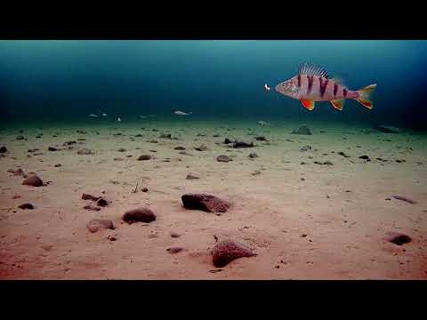 Видео: Подводные кадры к вопросу о камере.