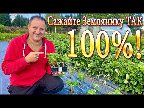 Видео: Сажайте Землянику ТАК, 100%! Оригинальный Способ посадки! #дача #земляника