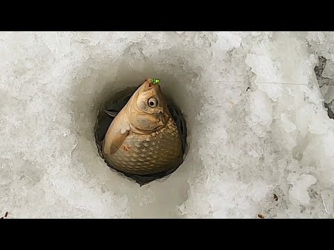 Видео: ОНИ ДАВЯТ КИВКИ И ТЯНУТ В КАМЫШ!!! ЛОВЛЯ КАРАСЯ В ПОДВОДНЫХ ДЕБРЯХ!!! Зимняя рыбалка на карася.