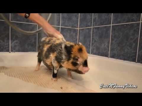 Видео: Милые мини-пиги(м.свинки)