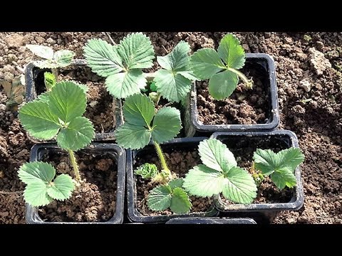Видео: 205. Размножение клубники РОЖКАМИ и РОЗЕТКАМИ