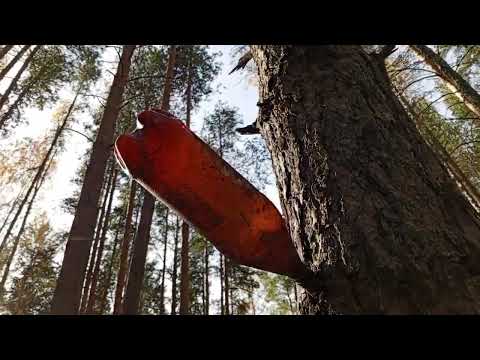 Видео: Маркеры,арки и еще разная нечисть..🧟 #nature #лесной #реликтовый