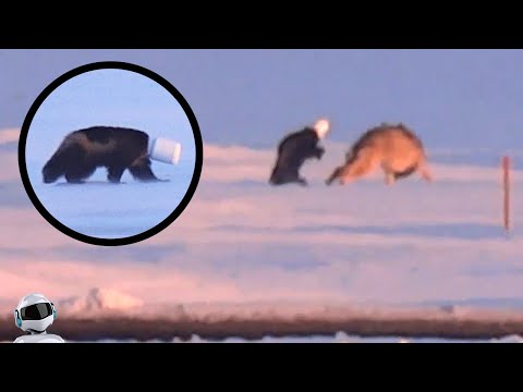 Видео: Волк Против Слепой Росомахи / Случаи с Животными Снятые на Камеру
