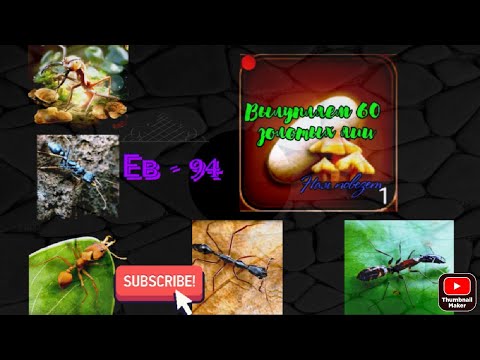 Видео: вылупление золотых яиц что с них выпадает the ants underground kingdom гайд