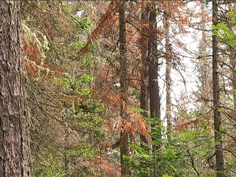 Видео: Cибирь останется без пихтовых лесов. «Заражённая тайга». Специальный репортаж