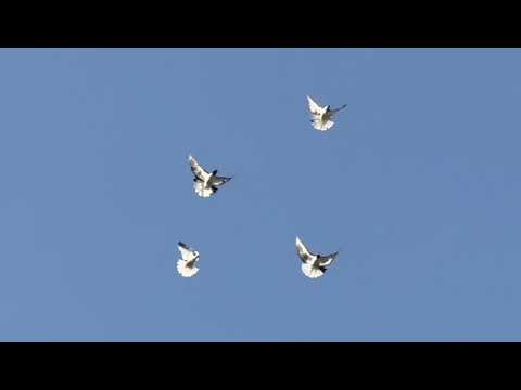 Видео: 16 сентября 2025 г.