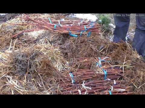 Видео: Заготовка,обработка и хранения черенков винограда. Часть 1.