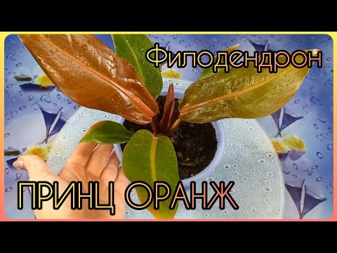 Видео: Шалтай-Болтай🌱Исправляю неустойчивое положение ФИЛОДЕНДРОНА ПРИНЦ ОРАНЖ🧡Особенная пересадка🌱Грунт🧡