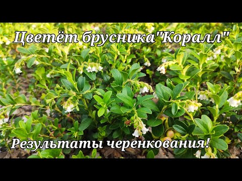 Видео: Как цветёт брусника.Результаты черенкования