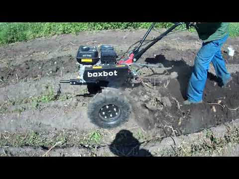 Видео: Первое окучивание картофеля мотоблоком Boxbot