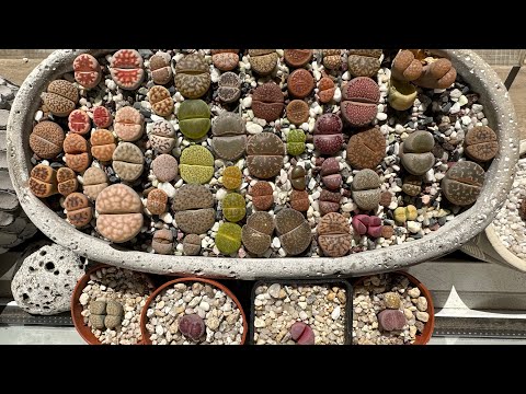 Видео: Литопсы/ Lithops. НОВИНКИ 😍. 16.06.2023.