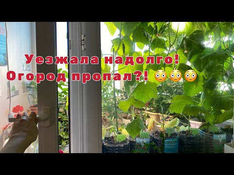 Видео: Огород на балконе , вы такое видели?!Полив, отъезд, урожай!