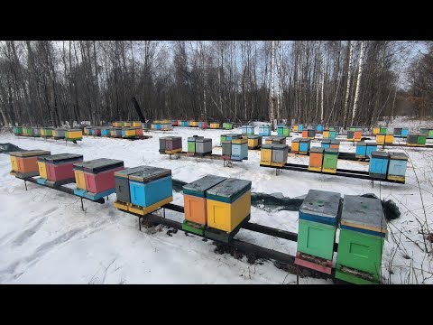 Видео: Итоги зимовки, какой процент потерь.