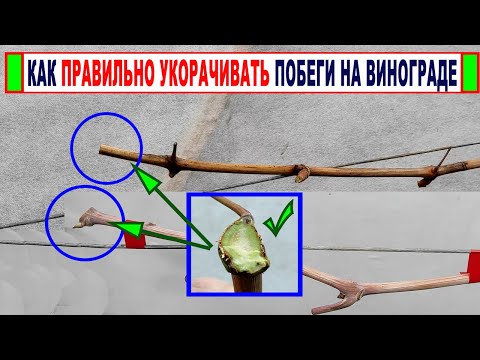 Видео: 🍇 Как ПРАВИЛЬНО УКОРАЧИВАТЬ, ОБРЕЗАТЬ однолетние побеги на винограде, чтобы в них ничего не завелось