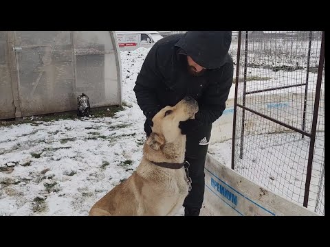 Видео: Деревенская жизнь с моими питомцами