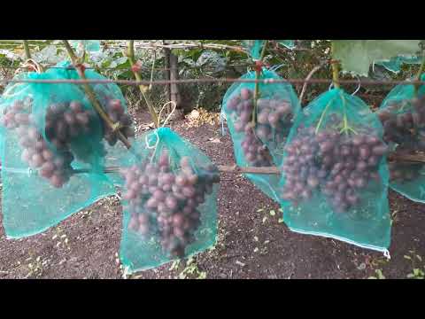 Видео: 1 августа 2025 г.