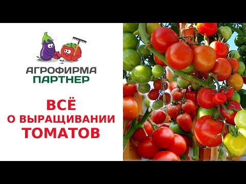 Видео: ВСЕ О ВЫРАЩИВАНИИ ТОМАТОВ