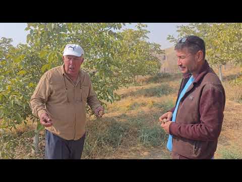 Видео: +992900004489  барои тамос. Боғи Чормағзи Чандлер дар ш. Турсунзода