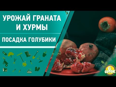 Видео: Урожай граната и хурмы. Посадка голубики. 6 соток 21.10.2019