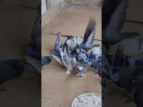 Видео: 18 октября 2025 г.